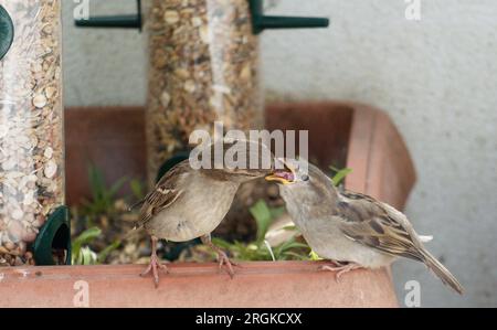 Ein Spatz aus dem Mutterhaus, der seine Jungtiere auf dem Balkon füttert. Der Mund des Vogels ist weit offen und man kann ihre Zunge sehen. Stockfoto