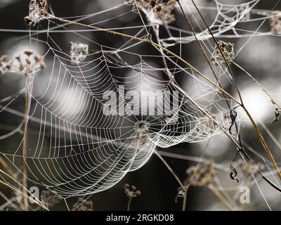 Gefrorenes Spinnennetz. Gefrorene Natur. Ein Spinnennetz auf dem Gras in einem Wald, bedeckt von Eisfrost und sonnigem Wetter. Stockfoto