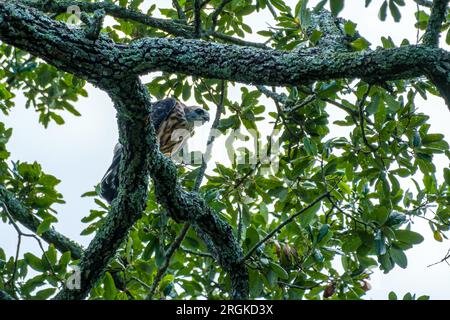 Die Nahaufnahme eines jungen Mississippi Kite, der auf einem Ast in New Orleans, Louisiana, USA, thront Stockfoto