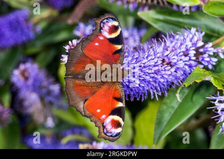 Dorsaler Blick auf Pfauenschmetterling, Aglais io, auf Hebe-Blume. Stockfoto