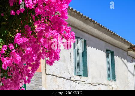 Altes Gebäude mit rosafarbenen Bougainvillea-Blumen Stockfoto