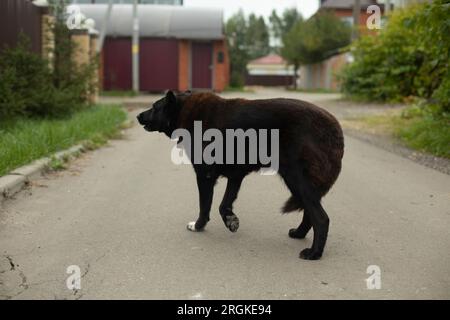 Schwarzer Hund auf der Straße. Der Hund rennt um den Hof. Schwarze Wolle. Streunender Hund. Stockfoto