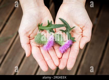 Onopordum Acanthium, Baumwolldistel, Scotch oder Schottische Distel Blüten auf weiblichen Handflächen. Pflanzliche Medizin. Stockfoto