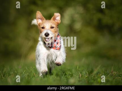 Aktiver fröhlicher Jack russell Terrier Hündchen läuft. Hyperaktives Hundetraining. Stockfoto