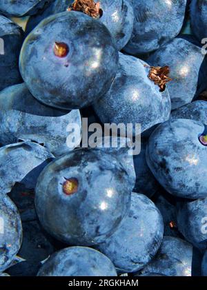 Frisch Gepflückte Bio-Blaubeeren Stockfoto