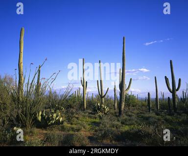 Frühlingszeit im Saguaro-Nationalpark, Tucson, Arizona. Stockfoto