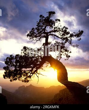 Ein verdrehter wacholder steht bei Sonnenuntergang am Windy Point in den Santa Catalina Mountains, Arizona, alleine. Stockfoto