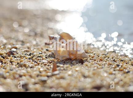 Muschel am Strand Stockfoto
