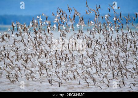 Grand Pré, Nova Scotia. Die jährliche Wanderung der halbpalmierten Sandpipper (lateinisch Calidris pusilla), wo Tausende von Vögeln an den Stränden entlang der Bay of Fundy anhalten, um sich zu ernähren und Kraft zu sammeln, bevor sie ihre Herbstreise nach Süden fortsetzen Stockfoto