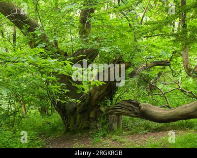 King's Wood, der alte Laubwald in den Mendip Hills bei Axbridge, Somerset, England. Stockfoto