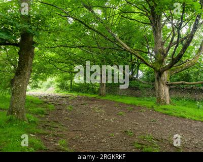 King's Wood, der alte Laubwald in den Mendip Hills bei Axbridge, Somerset, England. Stockfoto