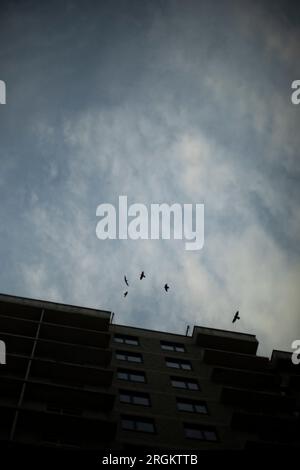 Krähen fliegen am dunklen Himmel. Vögel kreisen über der Stadt. Vogelherde am Abend. Flugdaten. Stockfoto