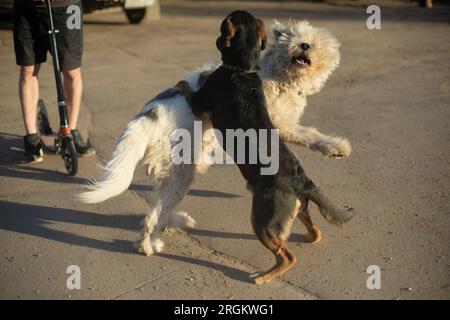 Zwei Hunde kämpfen. Heimtiere spielen. Lustige Hunde auf der Straße. Stockfoto