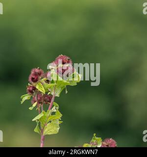 Kleiner Burdock (arctium minus), der in freier Wildbahn wächst. Die Grate sind auf den Strauchzweigen abgebildet. Stockfoto