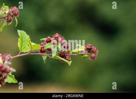 Kleiner Burdock (arctium minus), der in freier Wildbahn wächst. Die Grate sind auf den Strauchzweigen abgebildet. Stockfoto