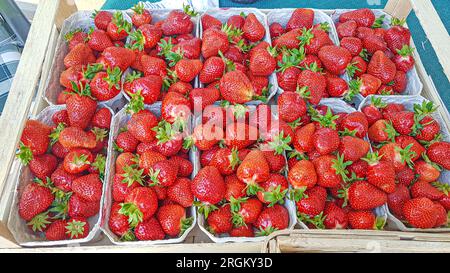 Draufsicht Nahaufnahme reifer roter Erdbeeren, gefüllt in Kartons, bereit für den Verkauf auf dem Markt Stockfoto