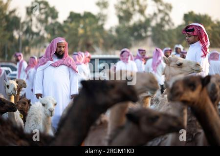 Buraydah, Saudi-Arabien, 4. August 2023: Soudi-Männer auf einem Kamelmarkt Stockfoto