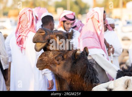 Buraydah, Saudi-Arabien, 4. August 2023: Südafrikanische Kamele und Männer auf einem Kamelmarkt Stockfoto
