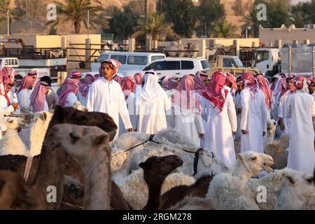 Buraydah, Saudi-Arabien, 4. August 2023: Südafrikanische Kamele und Männer auf einem Kamelmarkt Stockfoto