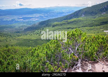 Landschaftsbild eines Waldes aus Zwergkiefern (Pinus mugo) an den Hängen der Hohen Tatra in der Nordslowakei. Stockfoto