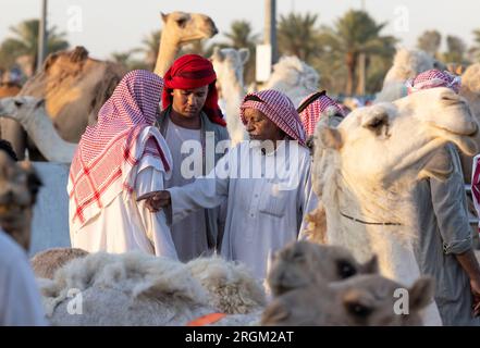 Buraydah, Saudi-Arabien, 4. August 2023: Südafrikanische Kamele und Männer auf einem Kamelmarkt Stockfoto