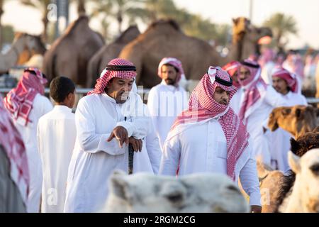 Buraydah, Saudi-Arabien, 4. August 2023: Südafrikanische Kamele und Männer auf einem Kamelmarkt Stockfoto