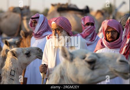 Buraydah, Saudi-Arabien, 4. August 2023: Südafrikanische Kamele und Männer auf einem Kamelmarkt Stockfoto