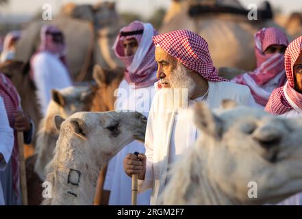 Buraydah, Saudi-Arabien, 4. August 2023: Südafrikanische Kamele und Männer auf einem Kamelmarkt Stockfoto