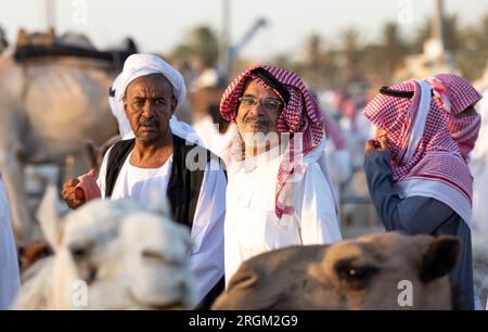 Buraydah, Saudi-Arabien, 4. August 2023: Südafrikanische Kamele und Männer auf einem Kamelmarkt Stockfoto