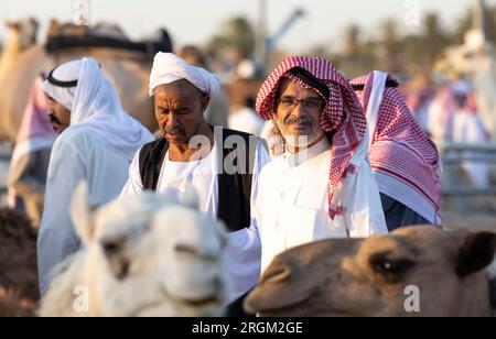 Buraydah, Saudi-Arabien, 4. August 2023: Südafrikanische Kamele und Männer auf einem Kamelmarkt Stockfoto