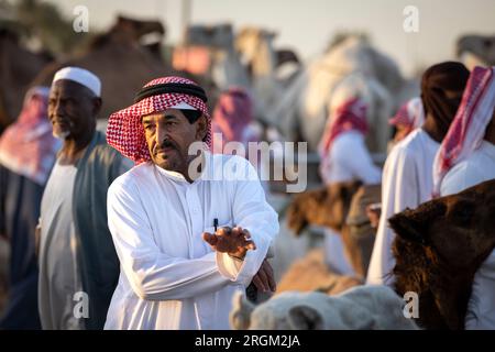 Buraydah, Saudi-Arabien, 4. August 2023: Südafrikanische Kamele und Männer auf einem Kamelmarkt Stockfoto