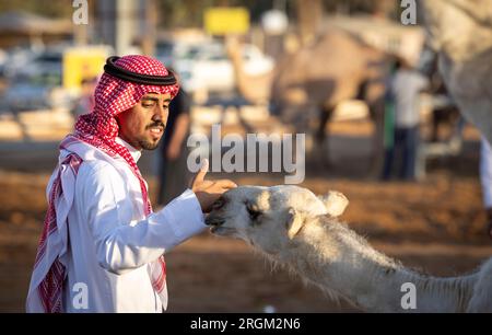 Buraydah, Saudi-Arabien, 4. August 2023: Südafrikanische Kamele und Männer auf einem Kamelmarkt Stockfoto