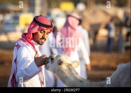 Buraydah, Saudi-Arabien, 4. August 2023: Südafrikanische Kamele und Männer auf einem Kamelmarkt Stockfoto
