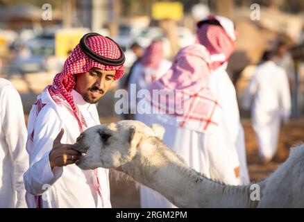 Buraydah, Saudi-Arabien, 4. August 2023: Südafrikanische Kamele und Männer auf einem Kamelmarkt Stockfoto