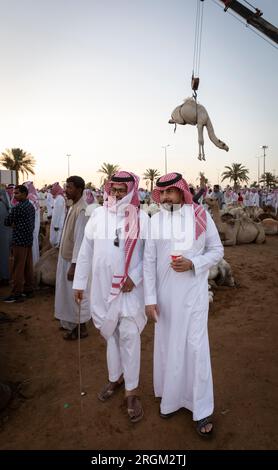 Buraydah, Saudi-Arabien, 4. August 2023: Südafrikanische Kamele und Männer auf einem Kamelmarkt Stockfoto