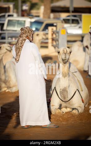 Buraydah, Saudi-Arabien, 4. August 2023: Kamelmarkt in der Stadt Buraydah Stockfoto