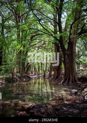 Alte Bäume am Fluss: Majestätische Schönheit zwischen Felsen Stockfoto