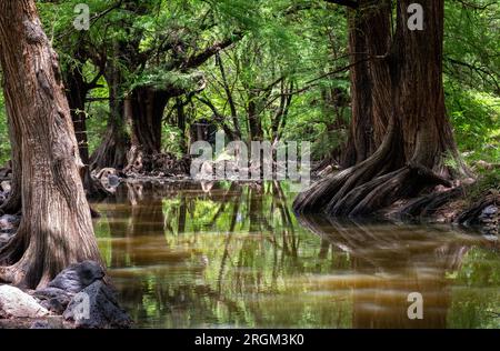 Alte Bäume am Fluss: Majestätische Schönheit zwischen Felsen Stockfoto