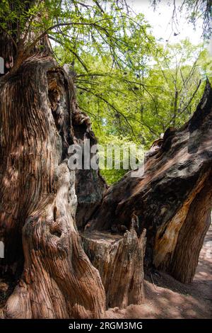 Alte Bäume am Fluss: Majestätische Schönheit zwischen Felsen Stockfoto