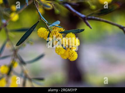 Acacia gelbe Blume Stockfoto