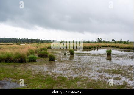 Landschaftsblick über Feuchtgebiete in der Kalmthoutse Heide, einer Heideanlage im Nationalpark Kalmthout, Belgien Stockfoto