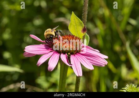 Hummel auf einem lila Koneflower an einem Sommertag in Iowa, Nahaufnahme Foto. Stockfoto
