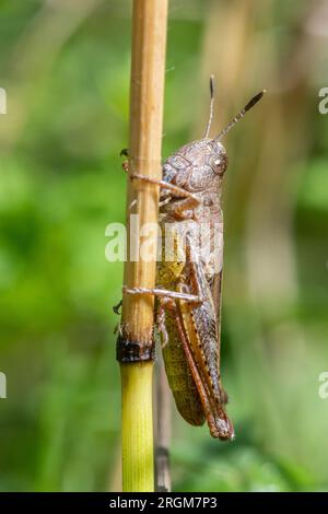 Rufous Grashüpfer (Gomphocerippus rufus) auf Kreidefelsen in Hampshire, England, Großbritannien Stockfoto