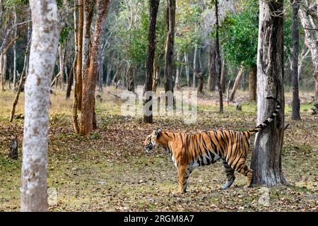 Tiger im indischen Dschungel. Die 8 Jahre alte „Temple Tigress“ (Panthera tigris tigris), die das Gebiet in Nagarahole NP, Südindien, markiert. Stockfoto