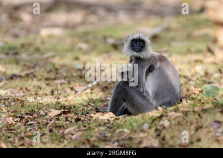 Graue Langur-Affen (Semnopithecus dussumieri) aus Nagarahole Tiger Reserve, Südindien. Stockfoto