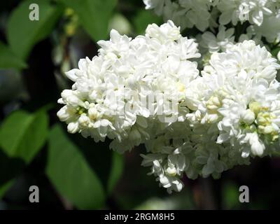 Flieder, Gemeiner Flieder, Lilas commun, Syringa vulgaris, közönséges orgona, Budapest, Ungarn, Magyarország, Europa Stockfoto