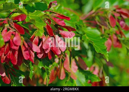 Früchte vom Ahornbaum Acer im Frühsommer Stockfoto