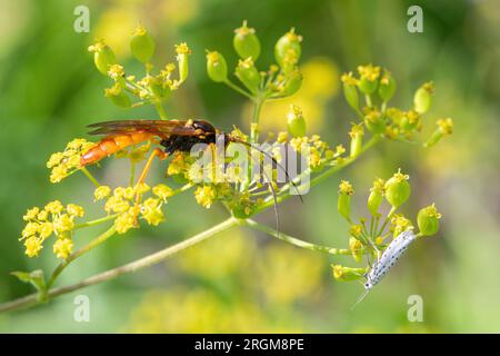 Eine große bunte ichneumonide Wespe (wahrscheinlich Callajoppa cirrogaster) und eine kleine Minenmotte auf wilden Pastinaca sativa, England, Großbritannien Stockfoto