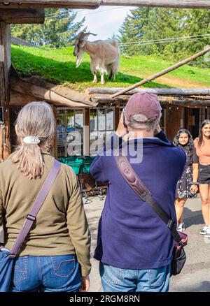 Auf dem Old Country Market auf Vancouver Island, Kanada, läuft eine Ziege auf dem Dach, ist ein Wahrzeichen des Old Country Market. Touristen fotografieren im Touristenattrac Stockfoto