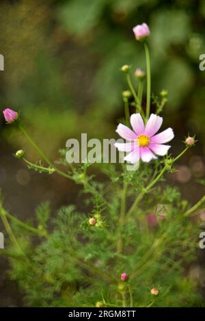Farbenfrohe Blumen von cosmea im Sommergarten. Astra ist in der Kiste. Verschiedene Blumen sind ihr Strauß. Stockfoto